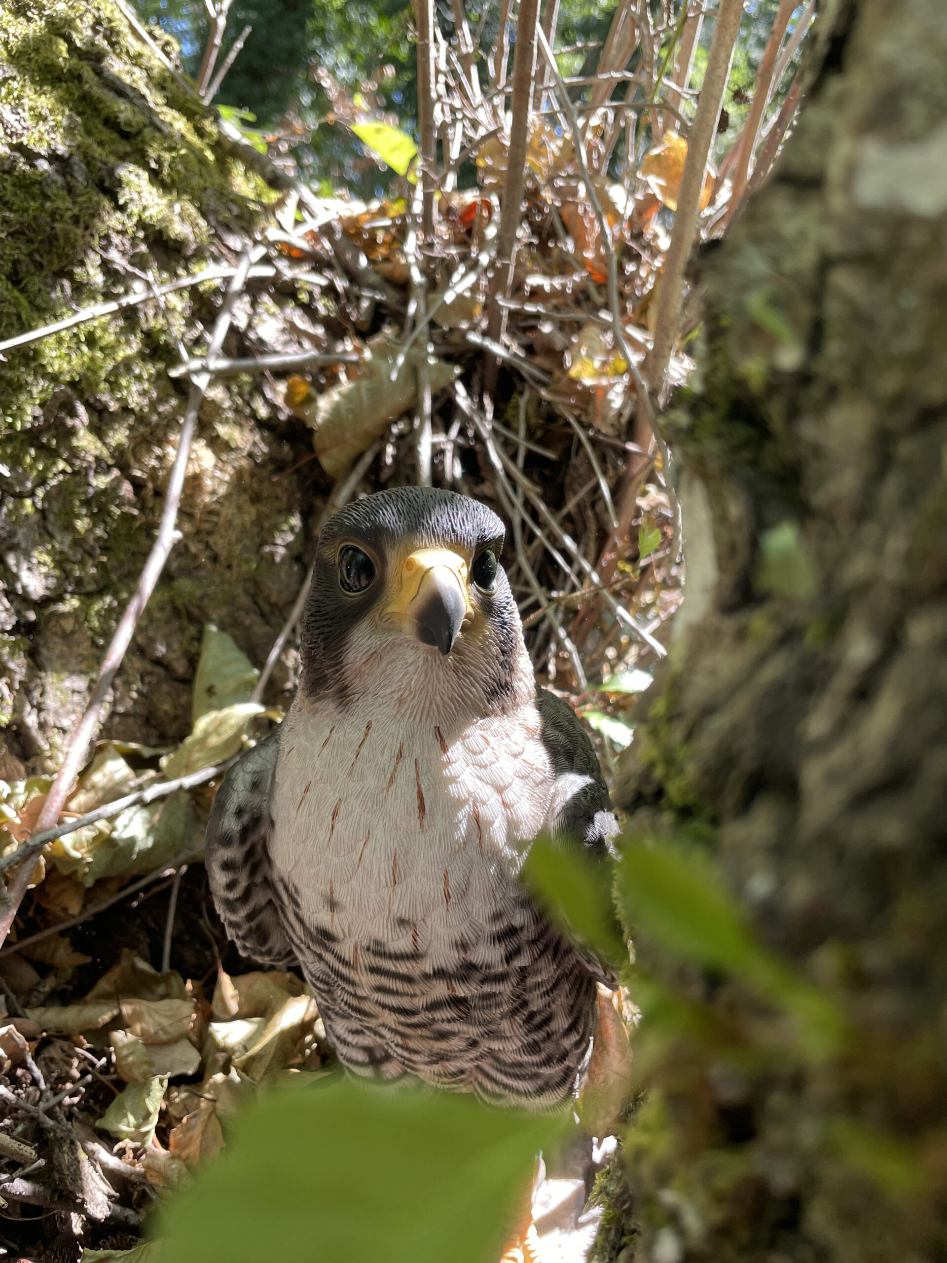 eco parc photo oiseau