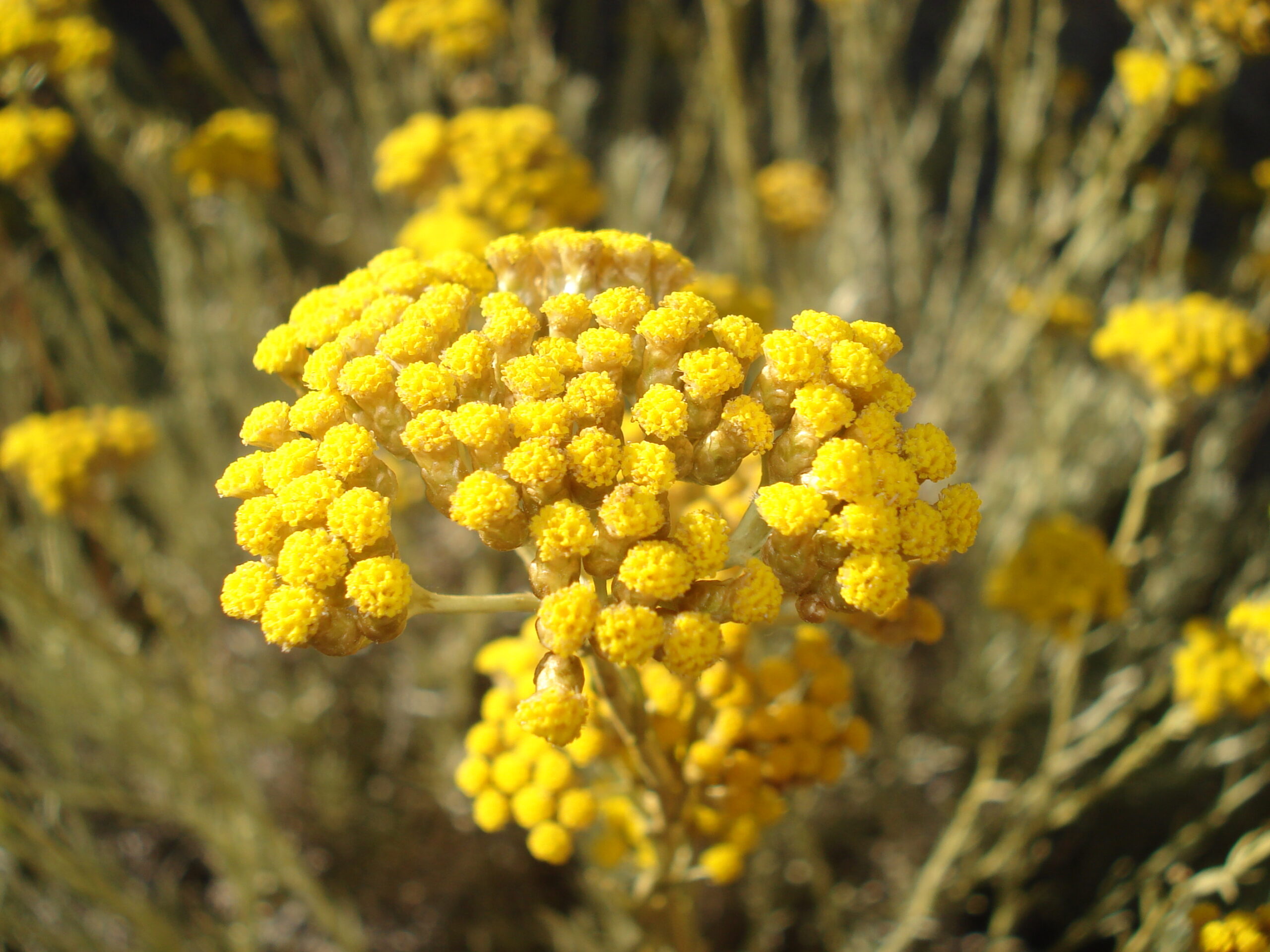 immortelle