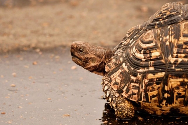 tortue